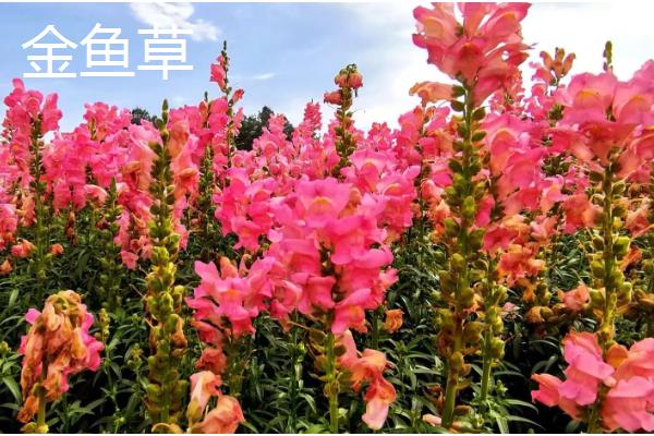 哪些花卉在冬季开放，常见山茶花、迎春花等品种