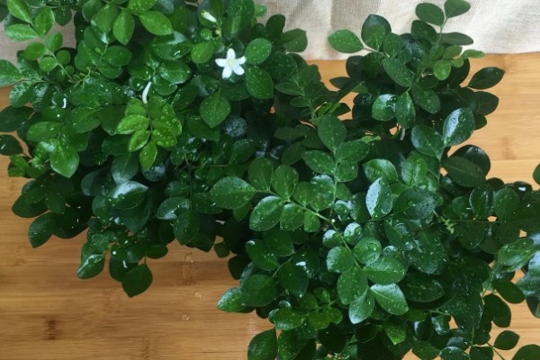 九里香能放在卧室里吗，不可以放在卧室