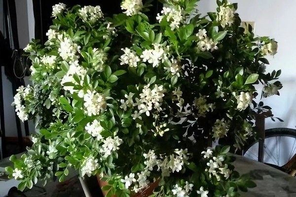 九里香能放在卧室里吗，不可以放在卧室