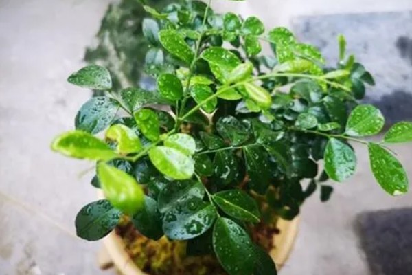 九里香能放在卧室里吗，不可以放在卧室