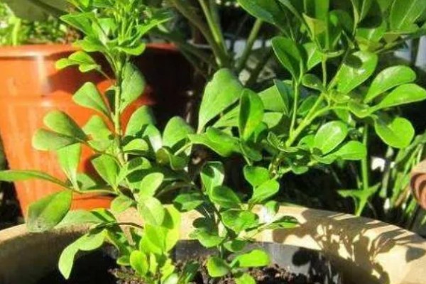 九里香能放在卧室里吗，不可以放在卧室