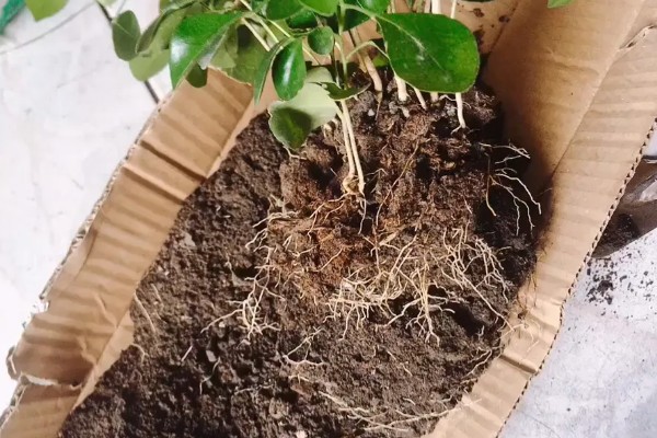 九里香能放在卧室里吗，不可以放在卧室