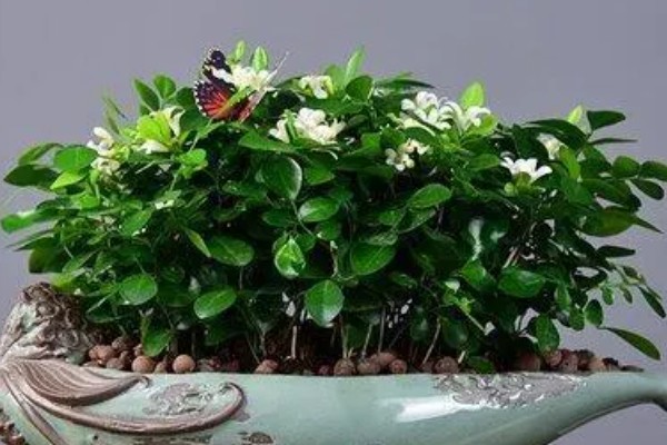 九里香能放在卧室里吗，不可以放在卧室