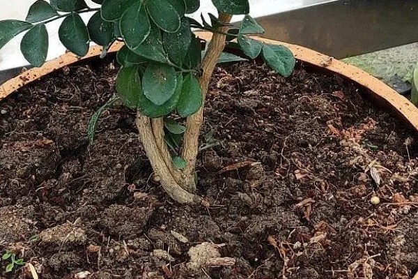 九里香能放在卧室里吗，不可以放在卧室