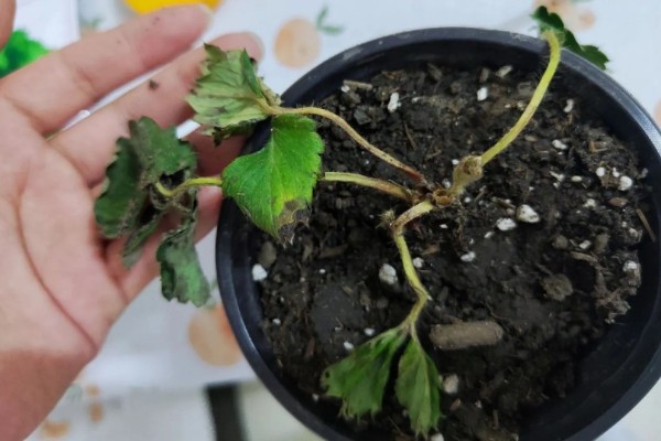 草莓的存活时间，寿命大约为3-5年