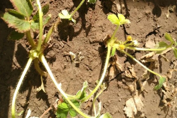 草莓的存活时间，寿命大约为3-5年