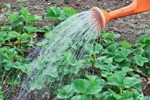 草莓的存活时间，寿命大约为3-5年