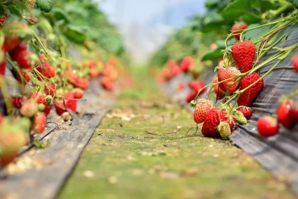 草莓的存活时间，寿命大约为3-5年