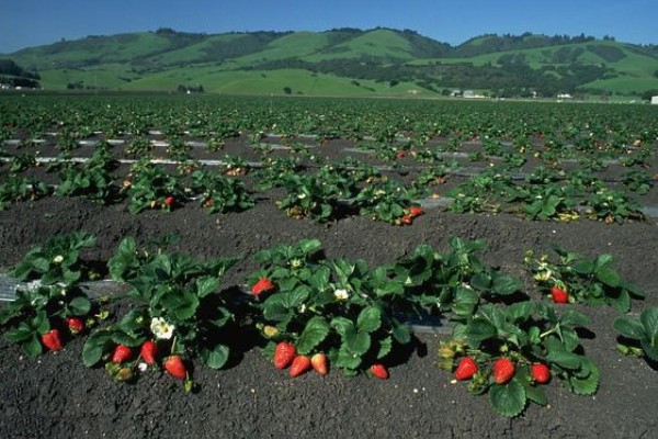 草莓的存活时间，寿命大约为3-5年