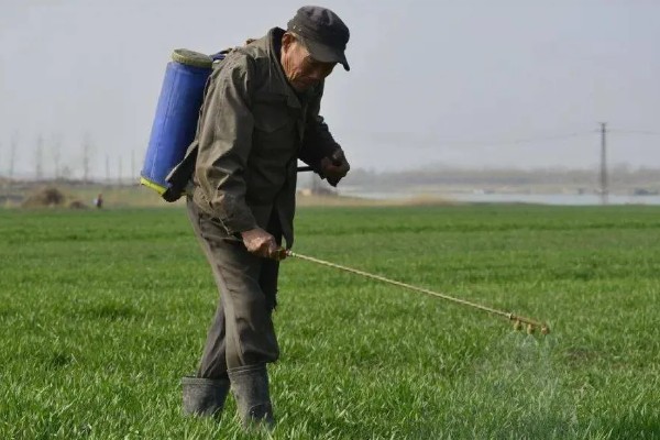 谷子苗后除草用什么药剂好,可选择单嘧磺隆防除阔叶杂草