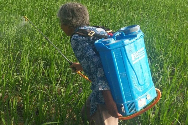 谷子苗后除草用什么药剂好,可选择单嘧磺隆防除阔叶杂草