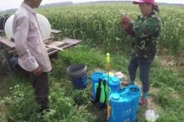 谷子苗后除草用什么药剂好,可选择单嘧磺隆防除阔叶杂草