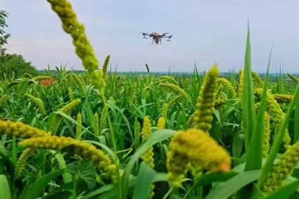 谷子苗后除草用什么药剂好,可选择单嘧磺隆防除阔叶杂草