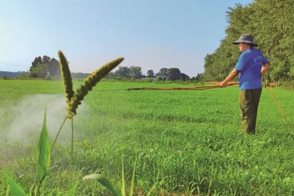 谷子苗后除草用什么药剂好,可选择单嘧磺隆防除阔叶杂草