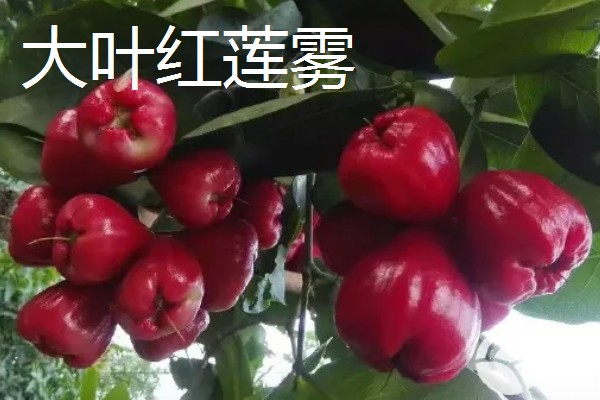 莲雾一共有几个品种，常见的有黑金刚、大红叶等品种