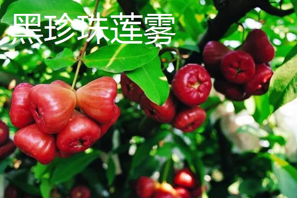 莲雾一共有几个品种，常见的有黑金刚、大红叶等品种