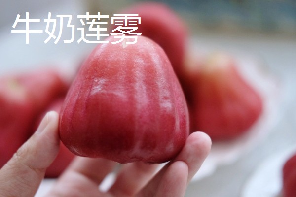 莲雾一共有几个品种，常见的有黑金刚、大红叶等品种