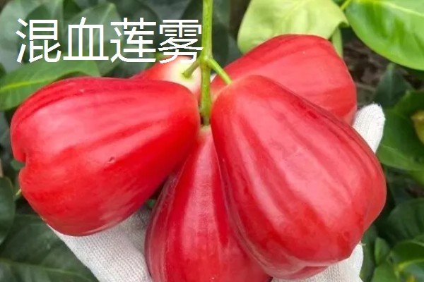 莲雾一共有几个品种，常见的有黑金刚、大红叶等品种