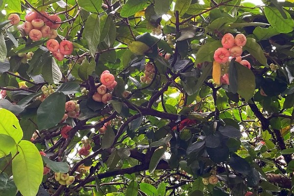 莲雾一共有几个品种，常见的有黑金刚、大红叶等品种