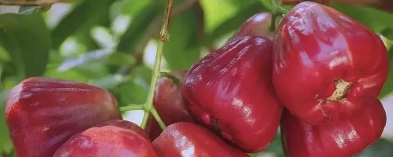 莲雾一共有几个品种，常见的有黑金刚、大红叶等品种