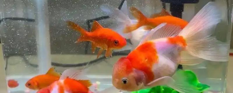 冬天金鱼为什么突然就死了，可能是因为温度太低了