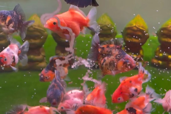 冬天金鱼为什么突然就死了，可能是因为温度太低了