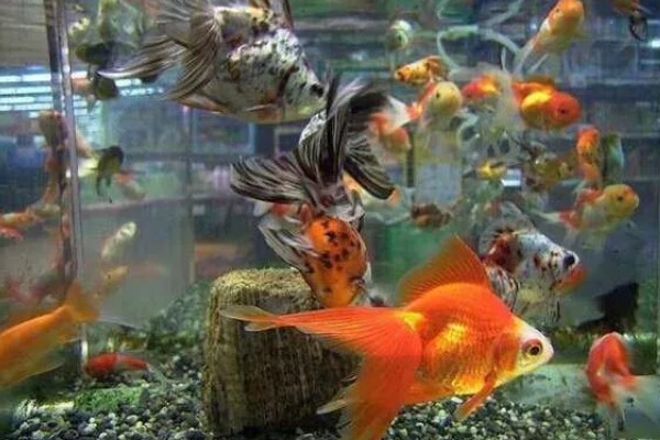 冬天金鱼为什么突然就死了，可能是因为温度太低了