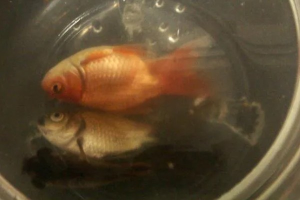 冬天金鱼为什么突然就死了，可能是因为温度太低了