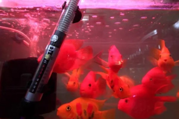 冬天金鱼为什么突然就死了，可能是因为温度太低了