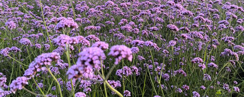 马鞭草和石斛的区别，科属和花期均不同