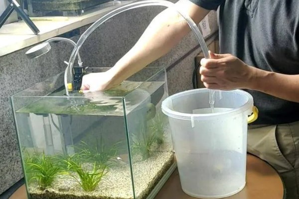 冬天金鱼为什么突然就死了，可能是因为温度太低了