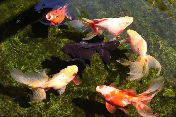 冬天金鱼为什么突然就死了，可能是因为温度太低了