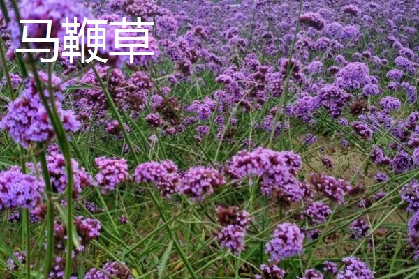 马鞭草和石斛的区别，科属和花期均不同