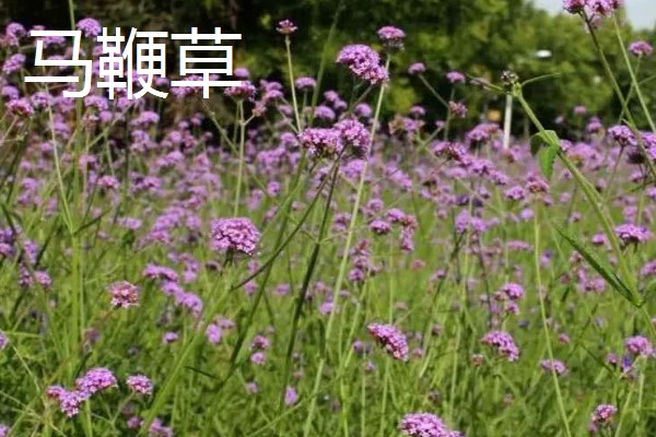 马鞭草和石斛的区别，科属和花期均不同