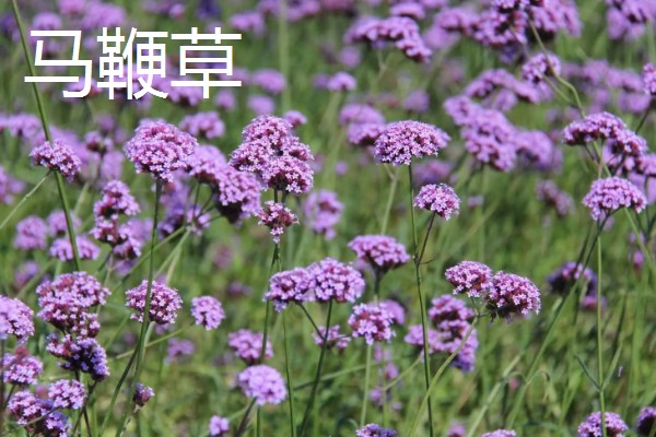 马鞭草和石斛的区别，科属和花期均不同