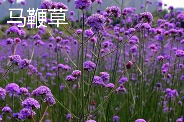 马鞭草和石斛的区别，科属和花期均不同