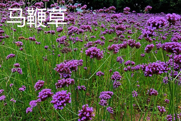 马鞭草和石斛的区别，科属和花期均不同