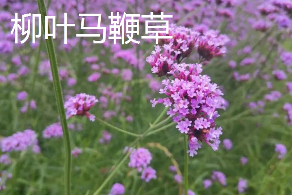 马鞭草和石斛的区别，科属和花期均不同