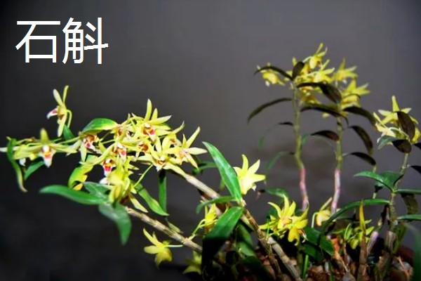 马鞭草和石斛的区别，科属和花期均不同