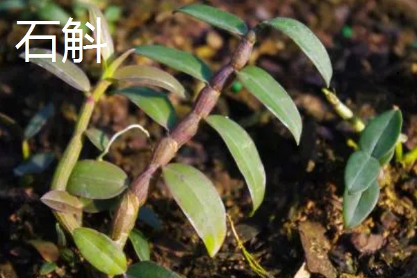 马鞭草和石斛的区别，科属和花期均不同