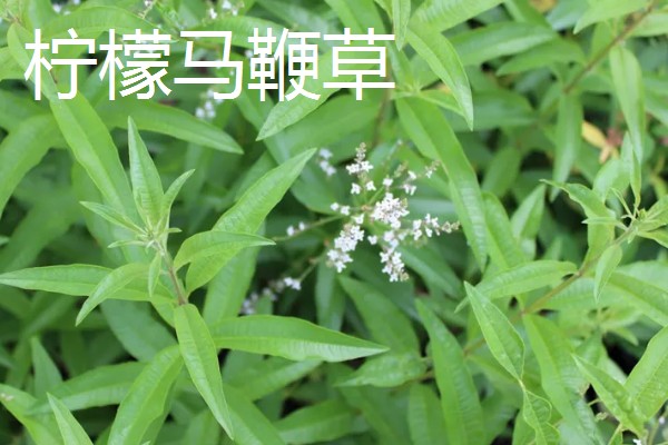 马鞭草和石斛的区别，科属和花期均不同