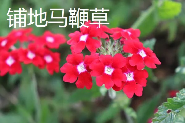 马鞭草和石斛的区别，科属和花期均不同