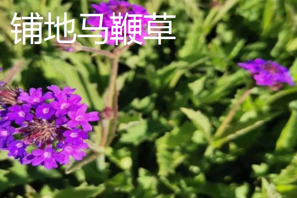 马鞭草和石斛的区别，科属和花期均不同