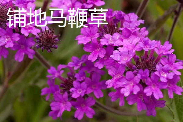 马鞭草和石斛的区别，科属和花期均不同