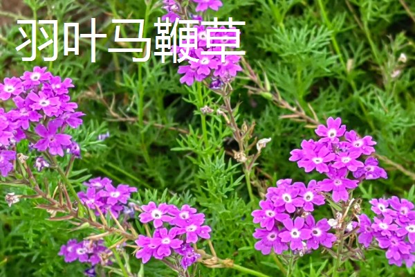 马鞭草和石斛的区别，科属和花期均不同