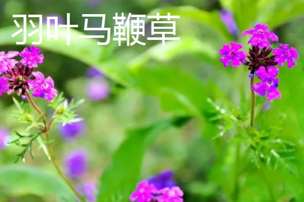 马鞭草和石斛的区别，科属和花期均不同