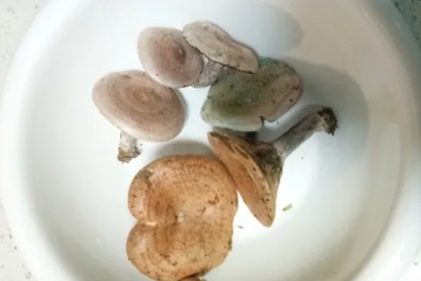 雁鹅菌长期保存方法，晒干后放入非铁制容器中可保存一年以上