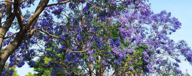 什么树可以开紫色花，蓝花楹树可以开出淡蓝紫色的花朵