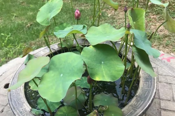 家养荷花叶子烂了怎么处理,需要及时对荷花进行修剪