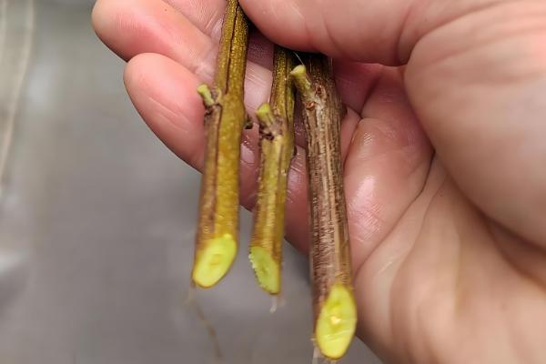 扦插枝条怎样防止烂根,选择在春秋两季时进行